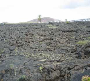 Fundacion Cesar Manrique