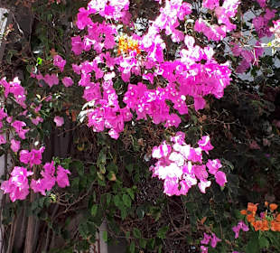 Altstadt Puerto de Mogán