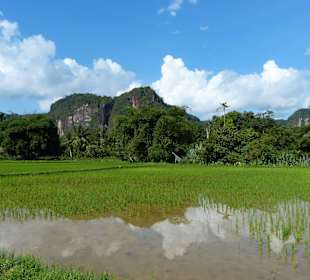 Reisfeld im Harau Canyon