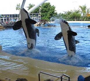 Orca Show