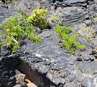 Zwischen Lava, wachsen im Norden Pflanzen