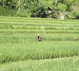 Reisterrasse - Secret Graden Tour