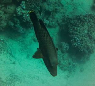 Napoleon im Tiefwasser