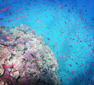 Schnorcheln Soma Bay