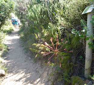 Aussichtspunkt Knysna