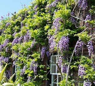 Trelissick Garden