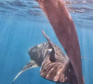 Simsim Dezember 2019