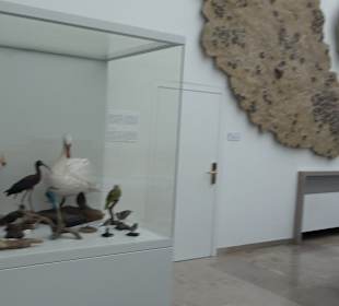 Staatliches Naturkunde Museum