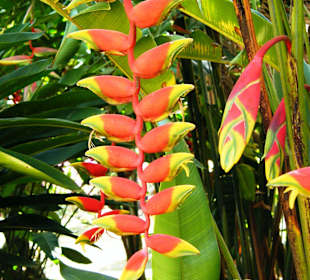 Peradeniya Botanischer Garten