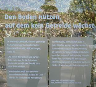 Getreide wächst dort nicht, aber Wein!