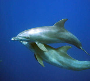 Hurghada Delfine 