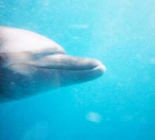 Delphin