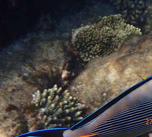 Ein neugieriger Fisch