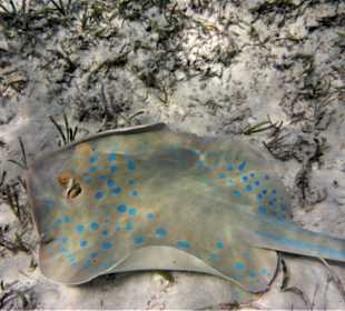 Blaupunkt-Rochen in der Lagune