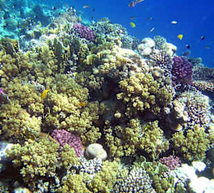Korallenriff