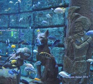 Ägyptisches Aquarium