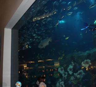 Aquarium