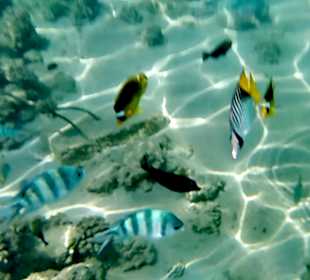 Schnorcheln Makadi Bay