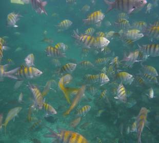 Gitterdoktoren- oder Soldatenfische