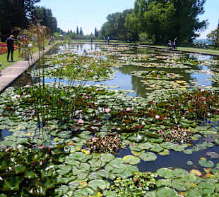 Seerosenteiche nach der Blüte
