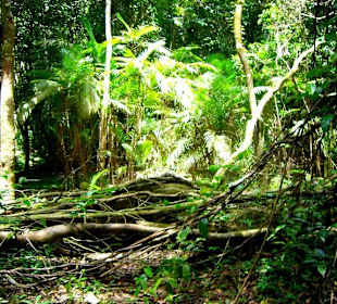 Im Regenwald am Lago Janauari