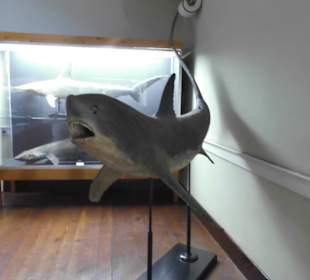 Leicht Restaurations bedürftig.