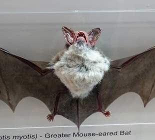 Exponate des Naturkundemuseums Coburg