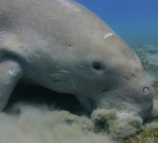 Dugong in Abo Dabbab