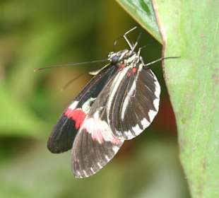 Schmetterling