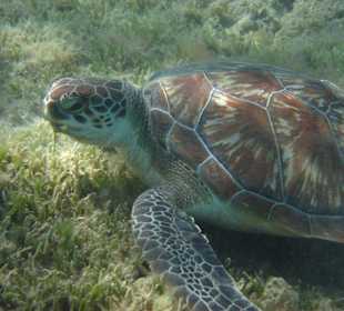 Schildköte in unserer Lagune