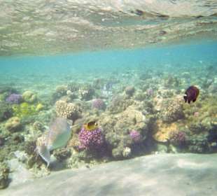 Wunderschöne Unterwasserwelt
