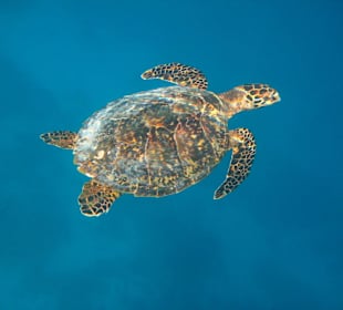Schildkröte