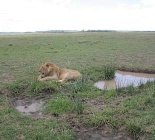 Alibaba Tours and Safaris pictures in Masai Mara