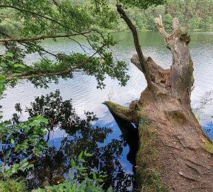 Am Steg entlang,der nächste See