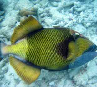 Riesen-Drückerfisch  