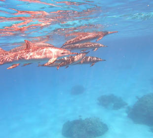 Schnorcheln Abu Dabbab