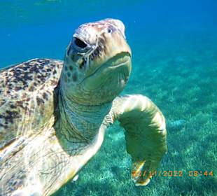 Schnorcheln Abu Soma