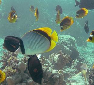 Falterfische