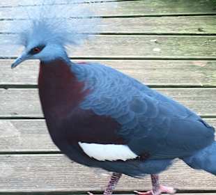Vogelpark Marlow