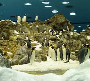 Loro- Parque/ Planet Penguin