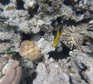 Schnorcheln Makadi Bay