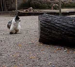 Kleintierzoo
