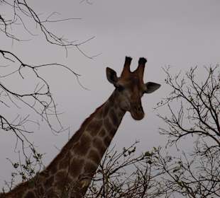 Krüger Nationalpark	