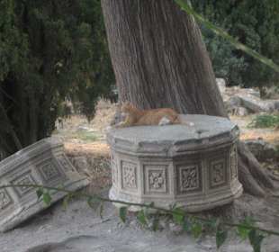 Katze, wie man sieht