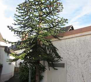 Weinort Sankt Martin