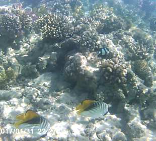 Schnorcheln Makadi Bay