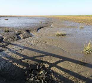 Rundgang durch den Langwarder Groden