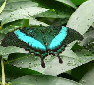 Im Schmetterlingshaus