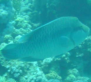 Auch ein Napoleon darf nicht fehlen