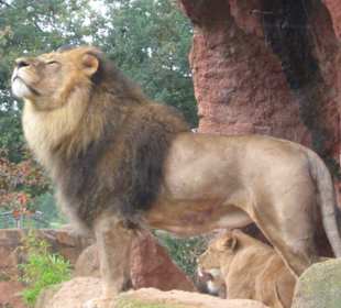 Der König der Tiere